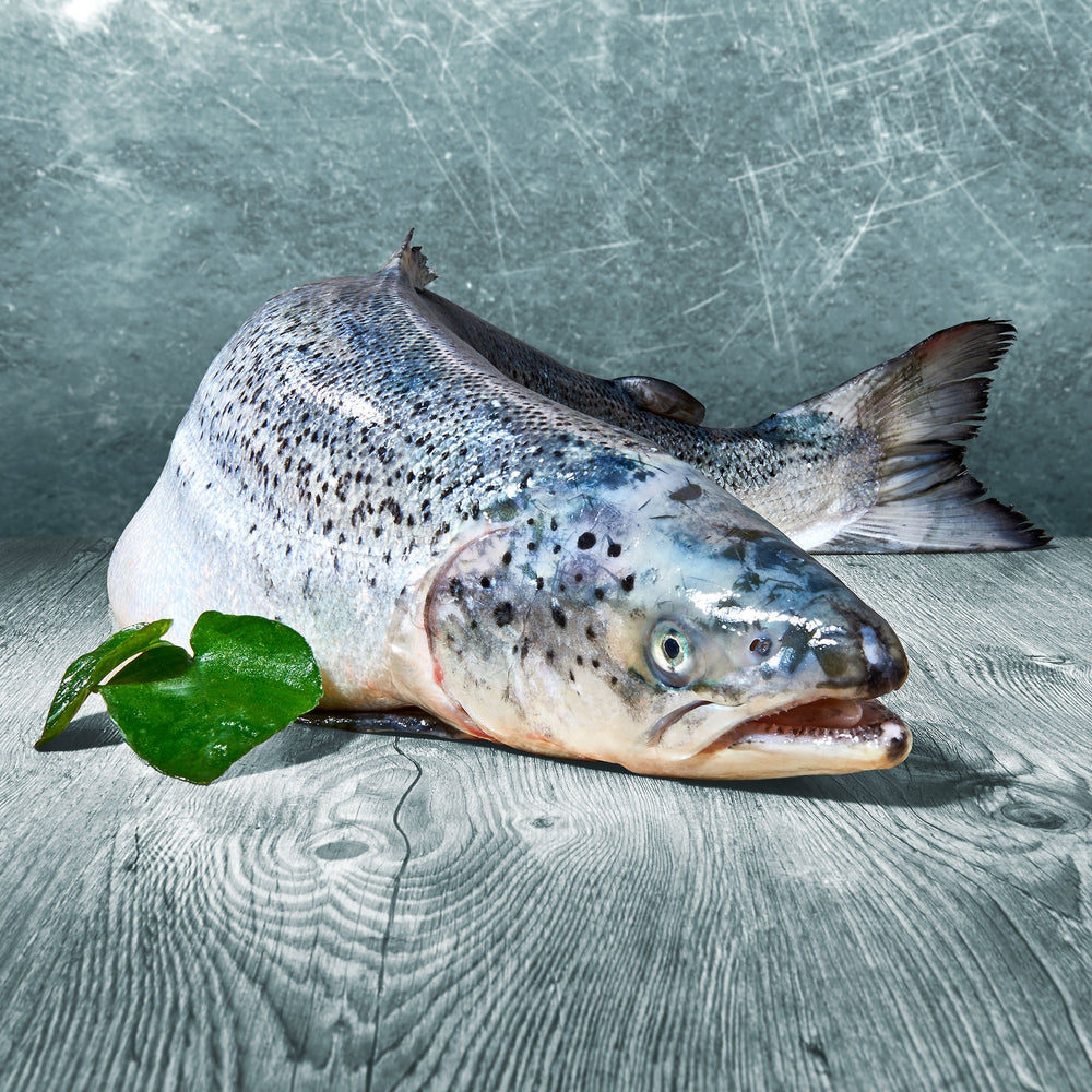 Frischer, ganzer Lachs auf grauer Holzoberfläche mit grünem Blatt als Dekoration