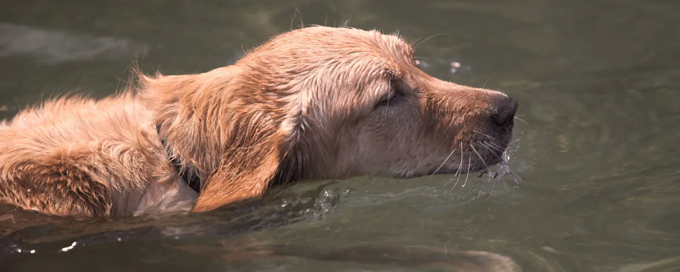 Hund im Wasser