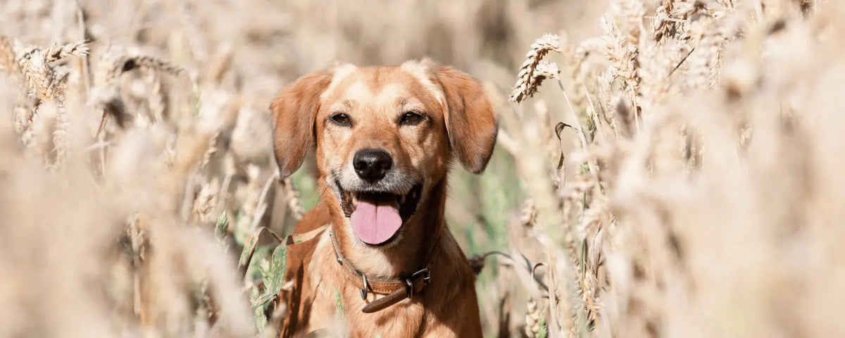 Ein Hund steht im Feld