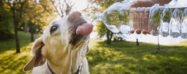 Hund trinkt aus Wasserflasche