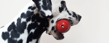 Hund mit Kong im Maul