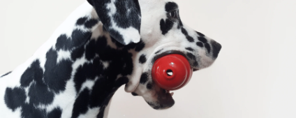 Hund mit Kong im Maul
