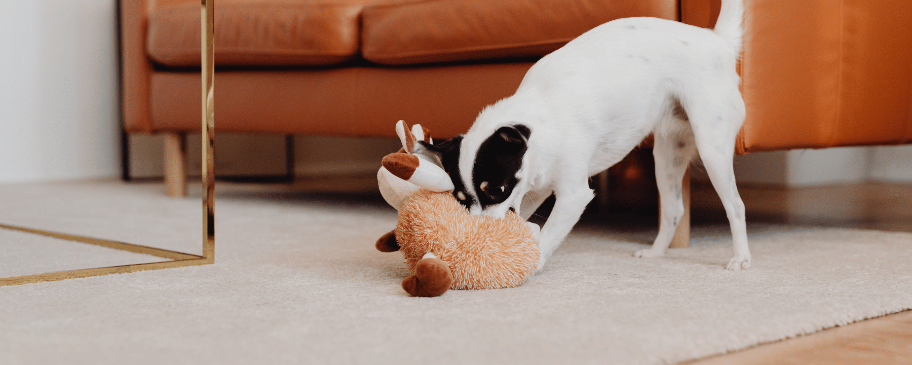 Hund mit Plüschtier
