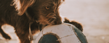 Ein Hund mit Fußball