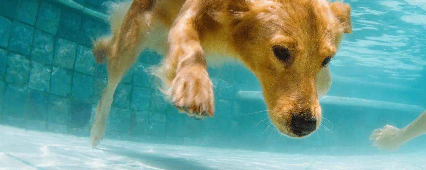 Hund unter Wasser