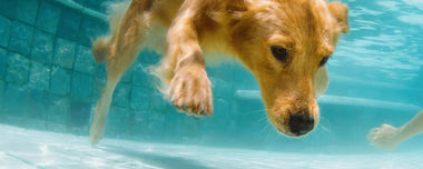 Hund unter Wasser