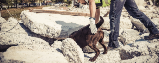 Ein Hund auf Spurensuche zwischen Felsen