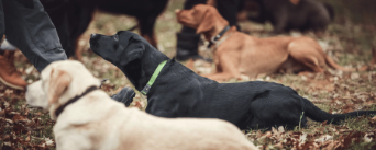 Drei Hunde liegend im Gras