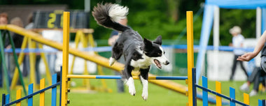 Hund springt über gelbes Hindernis