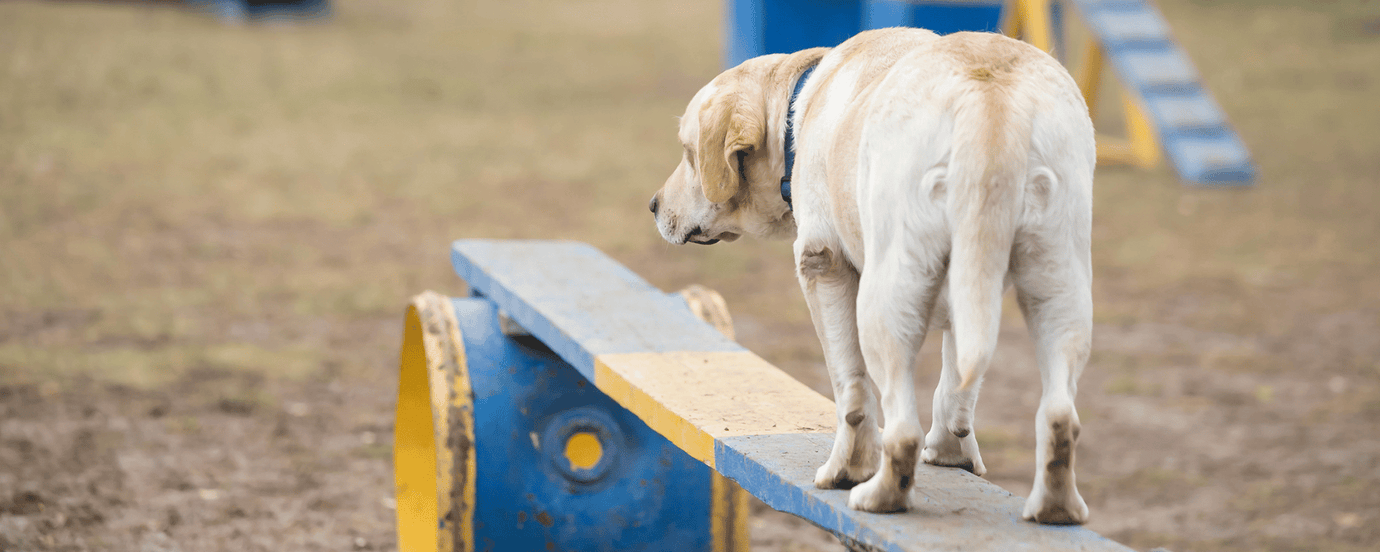 Ein Hund steht auf einem schwebenden Balken