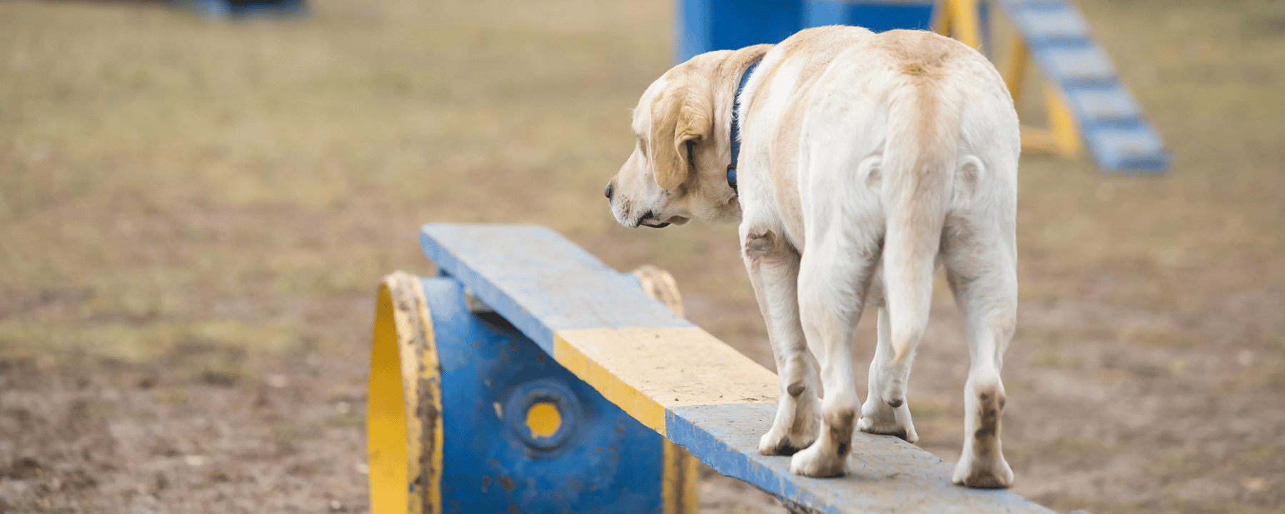Ein Hund steht auf einem schwebenden Balken