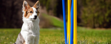 Hund sitzend auf einer Wiese