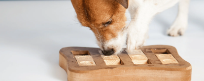 Hund mit Holzspielzeug