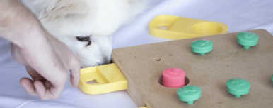 Hund mit interaktivem Spielzeug