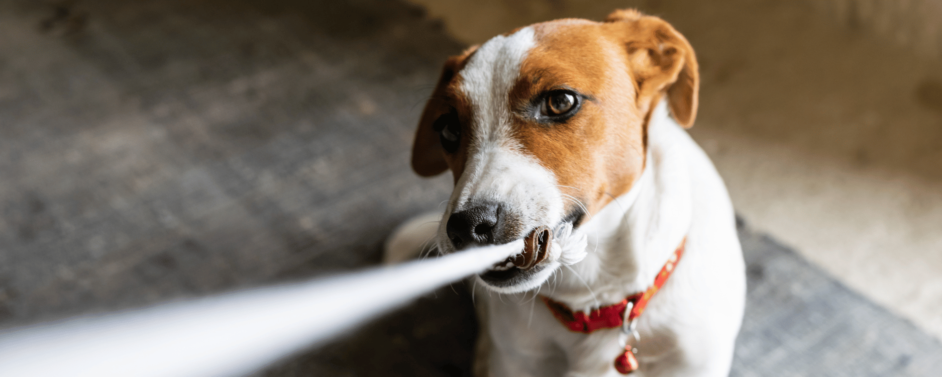 Ein Jack Russel Terrier, der an einer Schnur zieht