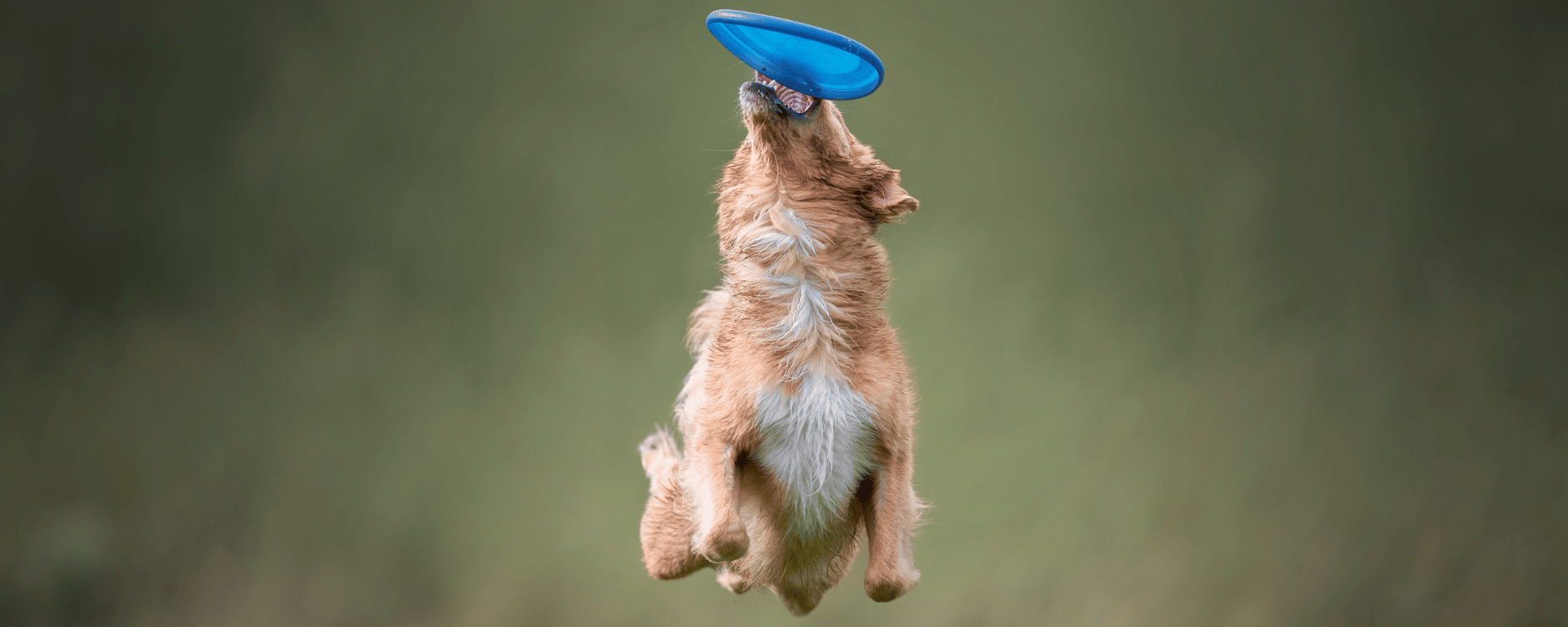 Hund fängt Frisbee in der Luft