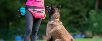 Ein Hund im Sitz vor seinem Frauchen