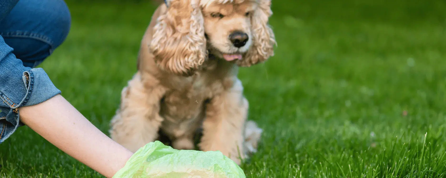 Ein Hund, der gerade sein Geschäft gemacht hat