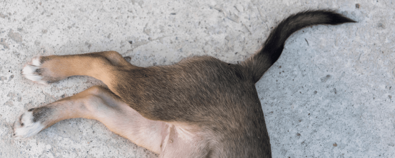 Ein Hund, der auf dem Boden liegt