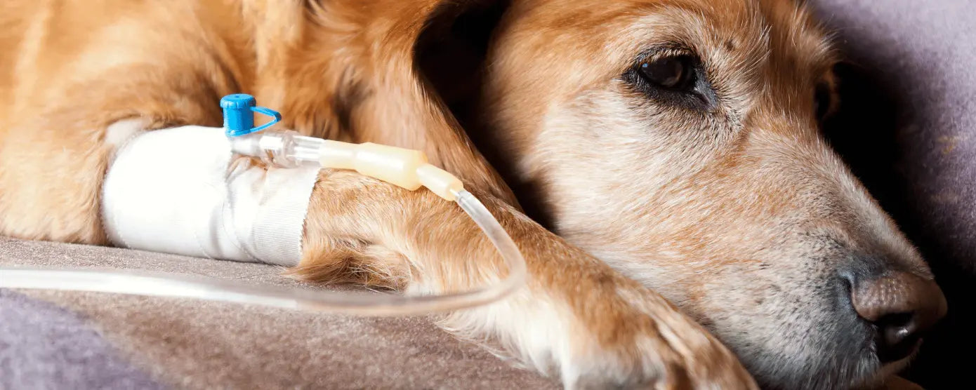 aloe juice for dogs Aloe Re-Moisturizer for Pets main image 0