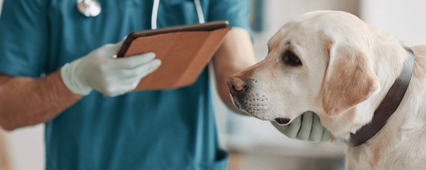 Ein Hund, der von einem Arzt untersucht wird