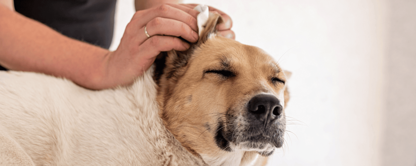 Ein Hund, dem das Ohr gesäubert wird