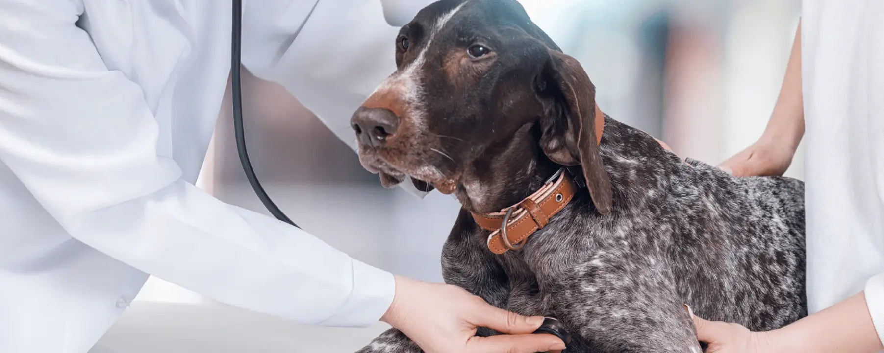 Ein Hund beim Tierarzt, der seinen Bauch abtastet