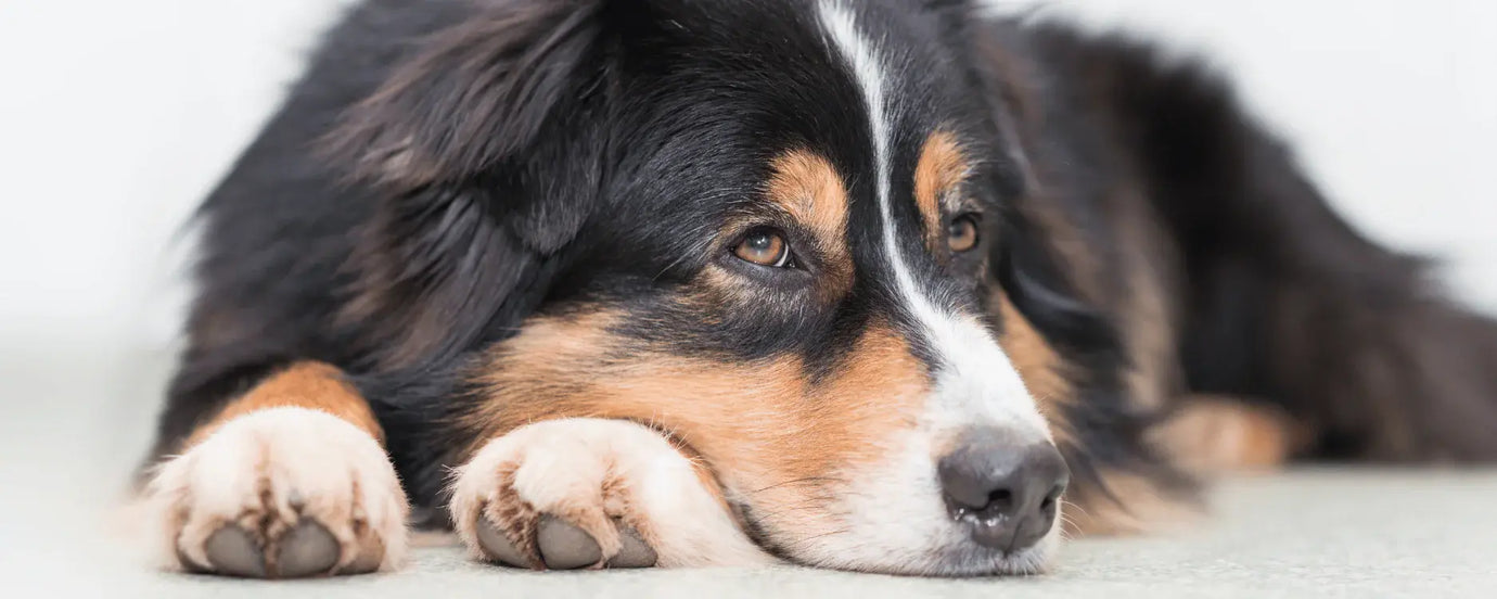 Ein schwarzer, liegender Hund