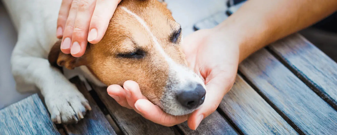 Ein Hund, der gestreichelt wird