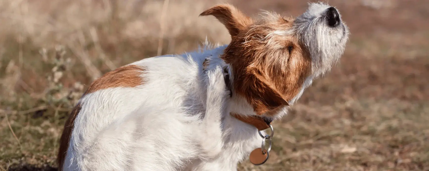 Ein Hund, der sich kratzt