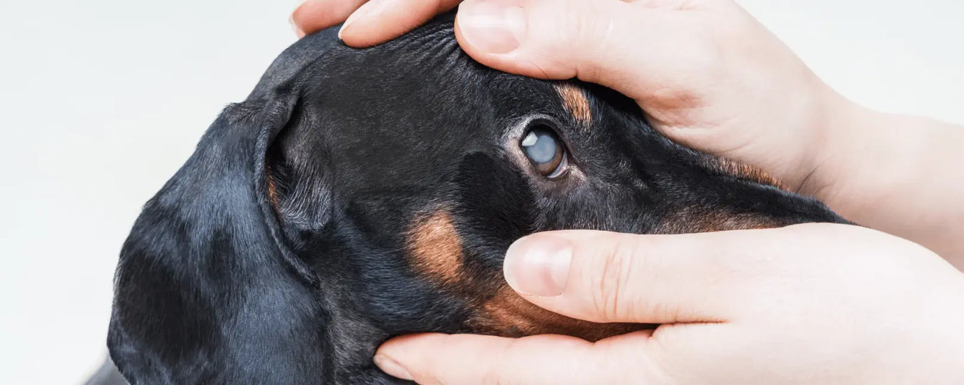 Zwei Hände, die ein Hunde-Auge öffnen