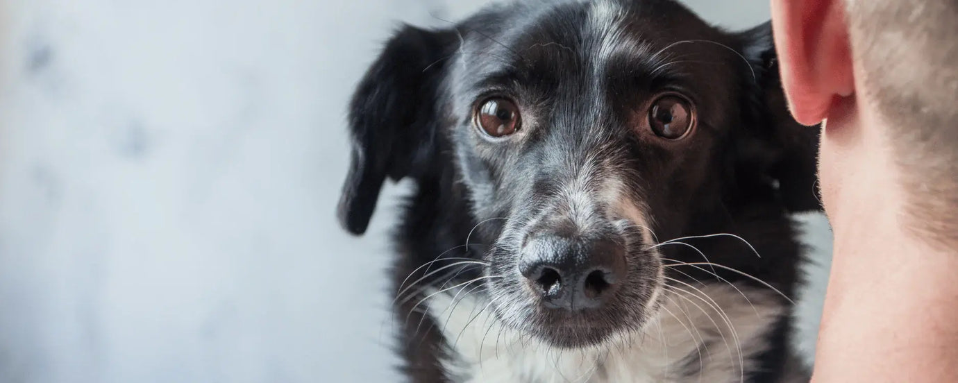 Ein schwarzer Hund