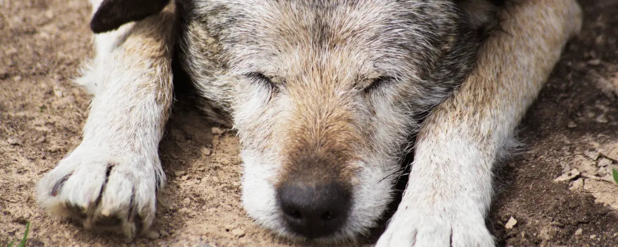 Ein Hund mit geschlossenen Augen