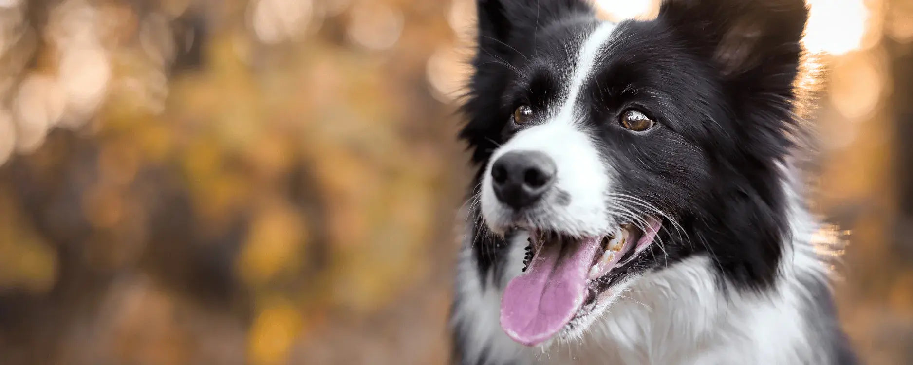 Ein Border Collie