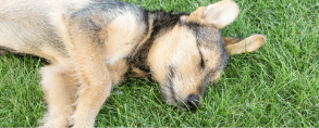Ein Hund, der im Gras liegt