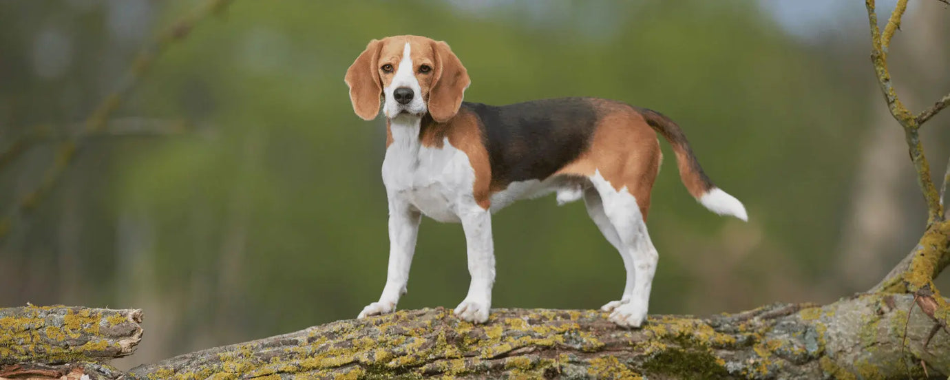 Ein Beagle