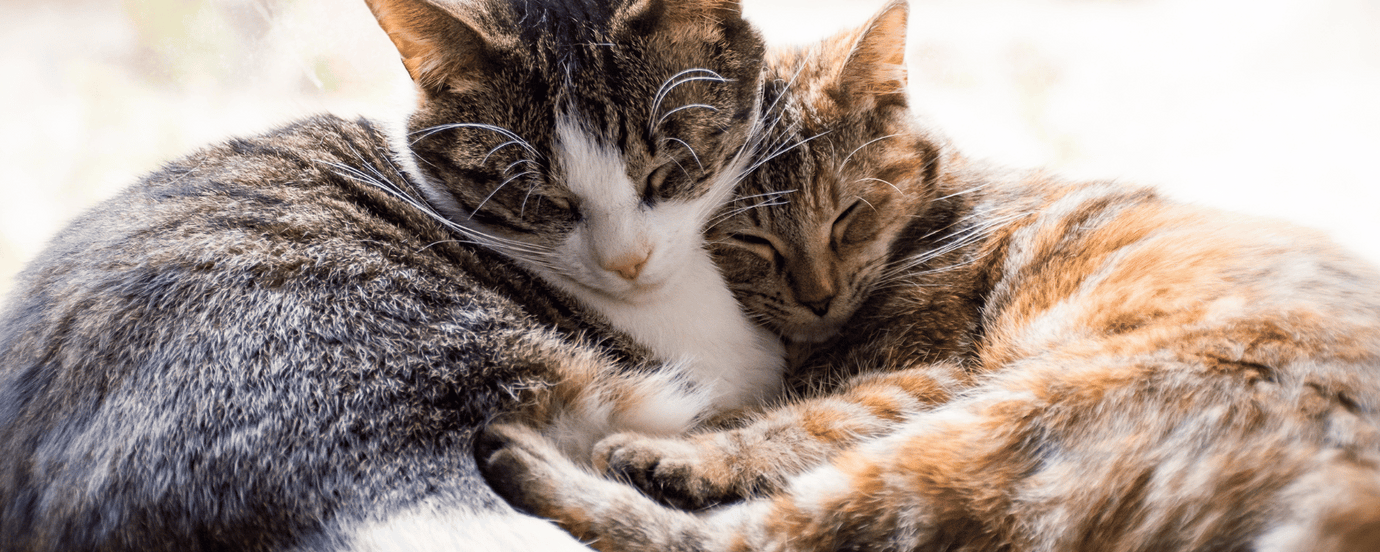 Zwei Hauskatzen, die miteinander kuscheln