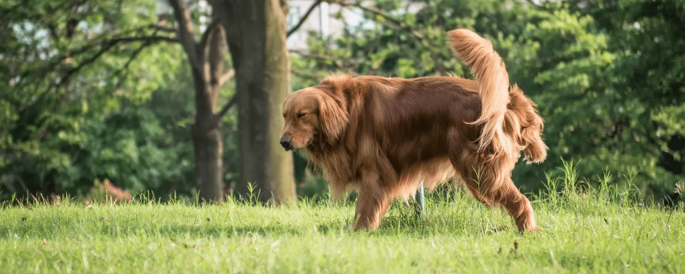 Ein Hund beim pinkeln