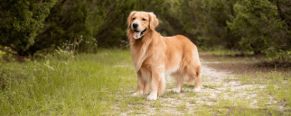 ein Golden Retriever