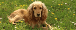 Ein Cocker Spaniel