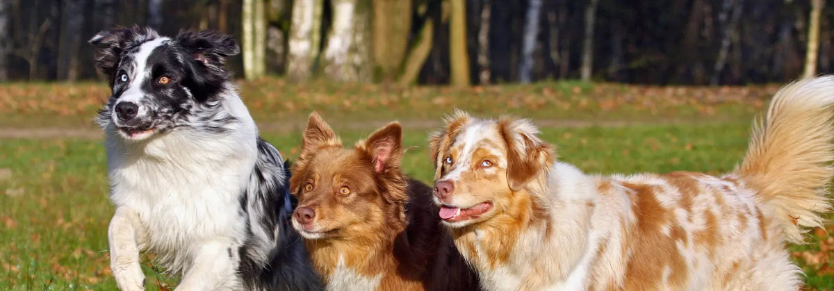 Drei Australian Shepherds in Blue Merle, Rot und Red Merle laufen nebeneinander über eine herbstliche Wiese am Waldrand