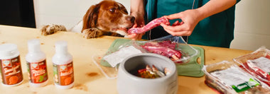 Hund beobachtet gespannt, wie ihm rohes BARF-Fleisch gereicht wird, im Hintergrund ein Napf mit Fisch und Gemüse, Nahrungsergänzungen und verpacktes Frischfleisch auf dem Tisch