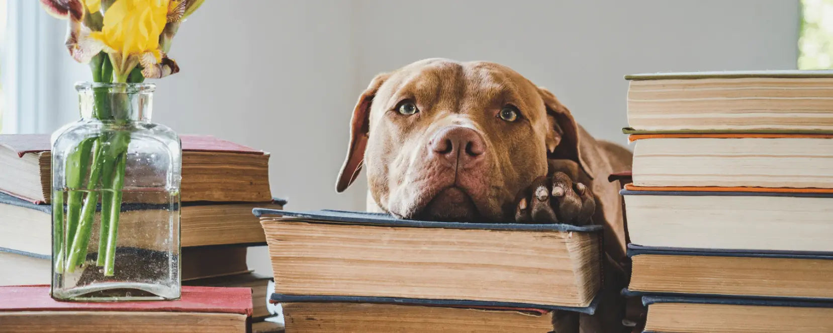 Ein Hundkopf auf einem Bücherstapel