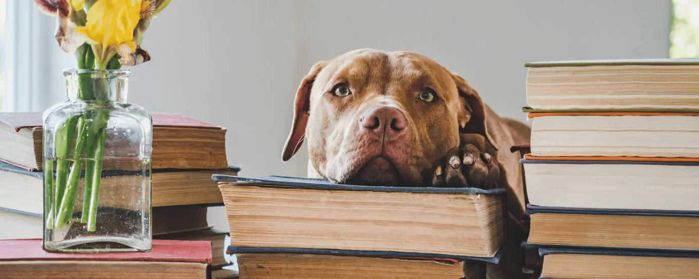 Ein Hundkopf auf einem Bücherstapel