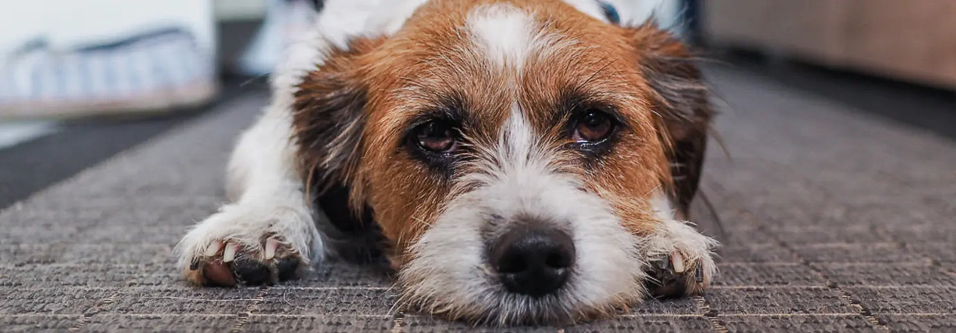 Ein weiß-brauner Terrierhund liegt antriebslos auf dem Boden