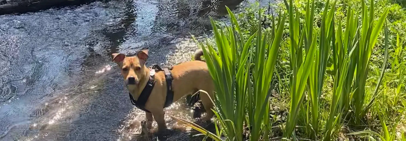 Brauner Terrier-Hund steht neben Schilf an einem See