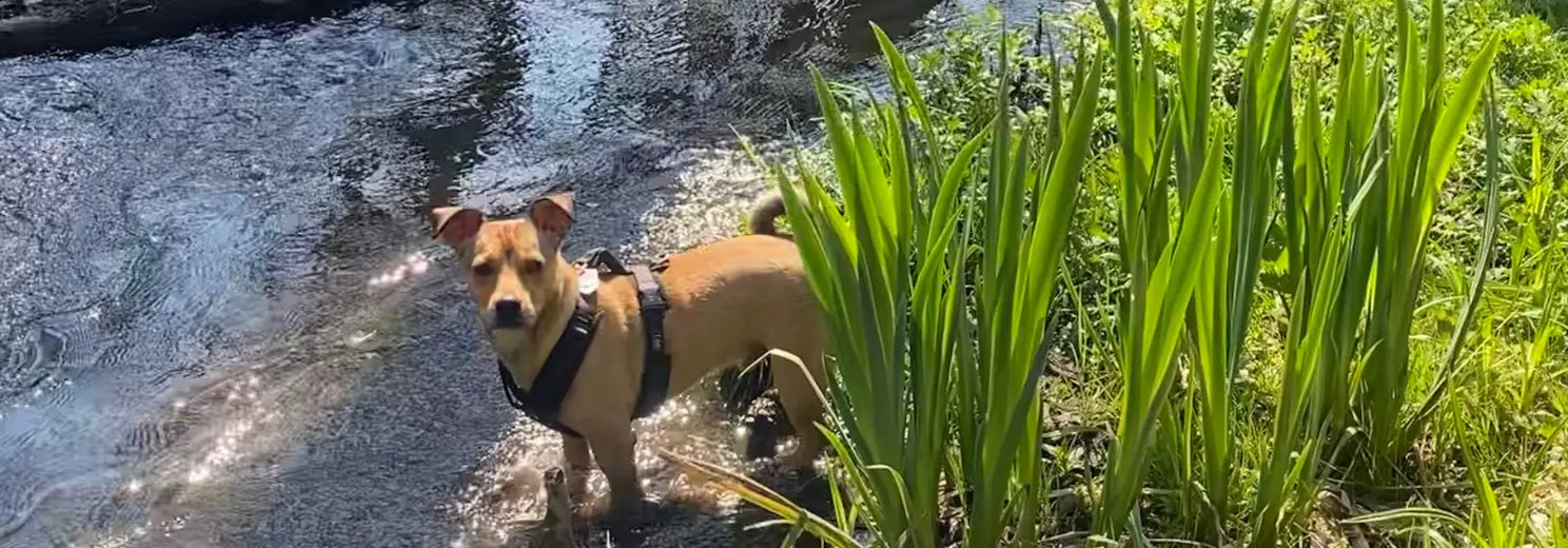 Brauner Terrier-Hund steht neben Schilf an einem See