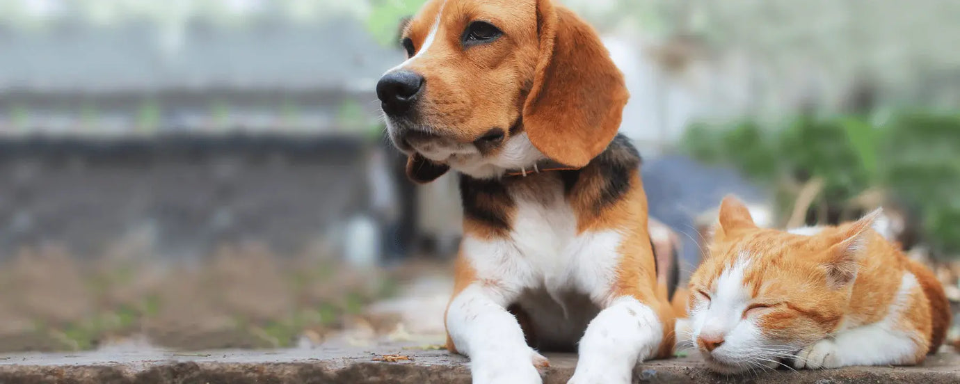 Ein Hund liegt neben einer Katze