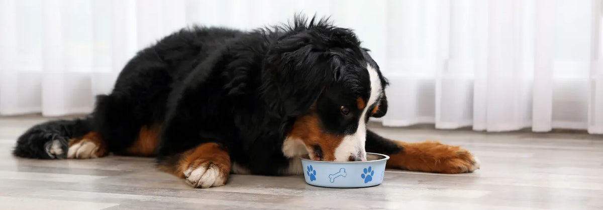 Berner Sennenhund liegt auf dem Boden und frisst aus einem hellblauen Hundenapf