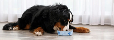 Berner Sennenhund liegt auf dem Boden und frisst aus einem hellblauen Hundenapf